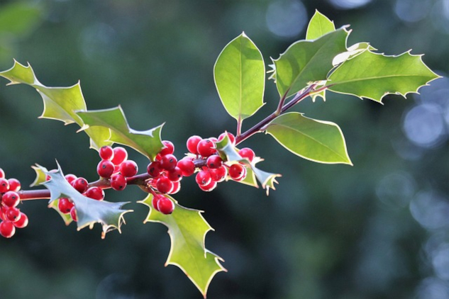 Welcome to the Healing Power of Holly and Oak a branch of holly with red berries